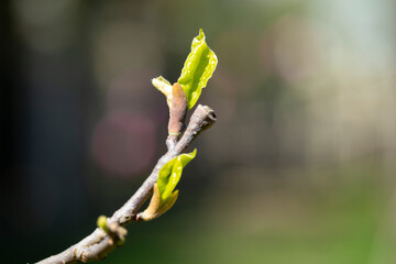 small green leaves on a tree branch. Early spring, new life