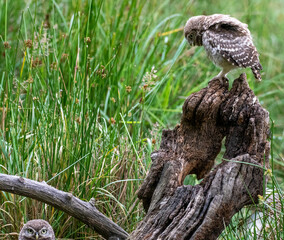 Little owl (Athene noctua) perched on a tree with a green background