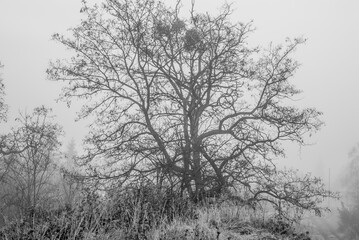 drzewo we mgle 1