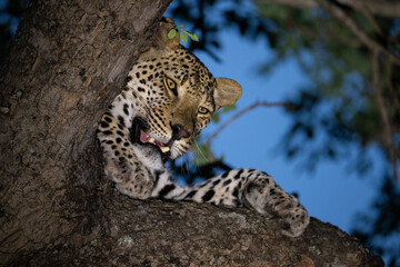 A Leopard seen in a tree on a safari in South Africa
