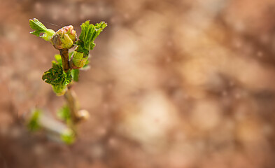 A bud on a spring currant . Blurred background.