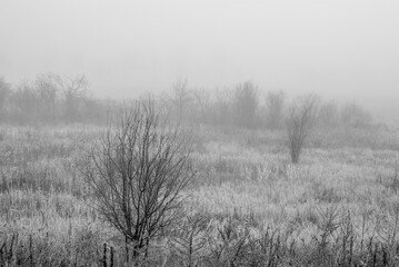 Obraz na płótnie Canvas łąki we mgle 2