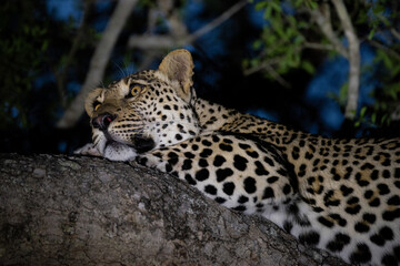 Fototapeta na wymiar A Leopard seen in a tree on a safari in South Africa