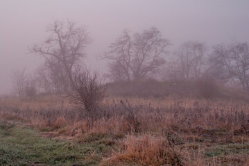 Obraz na płótnie Canvas łąki we mgle 3