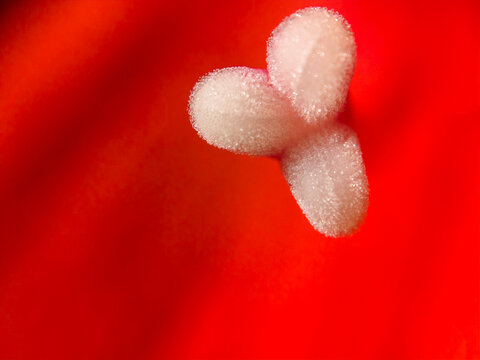 estigma de la flor de Amarilis