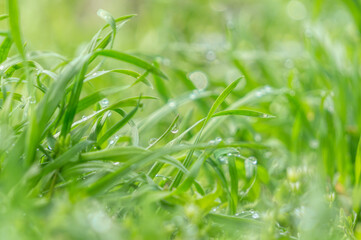 Green lawn grass in drops of dew