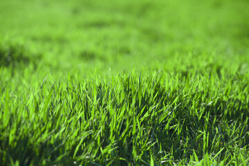 Green wheat field in sunlight
