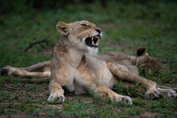 A Lion seen on a safari in South Africa