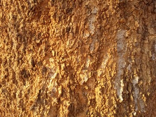 The bark of a Shepherd tree (Boscia albitrunca) or Motopi in Setswana. The tree is evergreen and indigenous to Botswana.