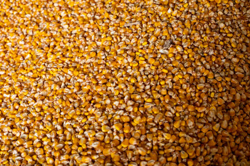 background of ripe corn grain in warehouse