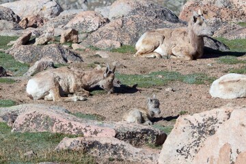 Fototapeta premium Tiny newborn baby bighorn sheep and two bighorn ewes.