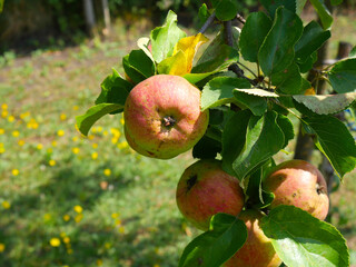 Red and green apples hang on branches on an apple tree in the garden. Summer. Sunny day