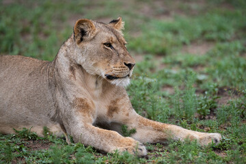 Fototapeta na wymiar A Lion seen on a safari in South Africa