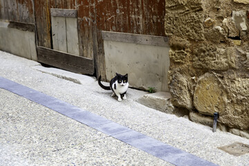 Abandoned stray cat