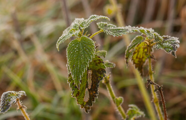 szron i roślina 3 © Mirosław