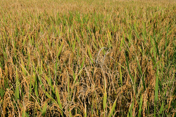 Rice plants on blue background. Rice plant in paddy field under blue sky. close up of yellow green rice field.