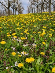 Obraz premium Streuobstwiese