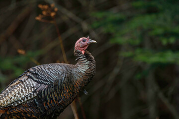 Wild Turkey