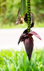 banana flowers blossom hanging on a banana tree in the natural background.