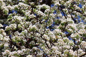 Weißes Träumchen