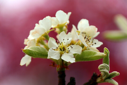 Apflebl&uuml;te im pinken Kleid