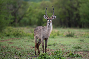 Naklejka na ściany i meble A Waterbuck antelope seen on a safari in South Africa