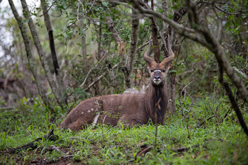 Nyala antelope seen on a safari in South Africa
