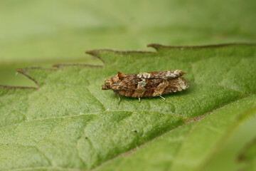 Macro shot of a moth (Heather Tortrix) on the leaf