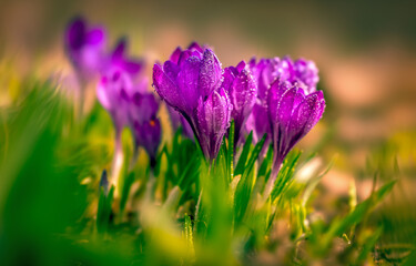 Fototapeta premium Crocuses in dewdrops close up on a blurry background with beautiful bokeh