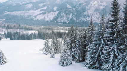 winter scenery of the evergreen forest on the mountain, Zakopane, Poland. High quality photo