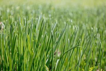 Vibrant herbal texture. Lots of fresh sprouts. Close-up of fresh green juicy grass. Nature art abstract spring background or summer background. Thick young herb. The wheat germ. Sunny day