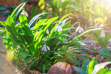 Beautifull snowdrops - blooming white flowers in early spring in the forest, closeup with space for text