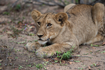Naklejka na ściany i meble A Lion seen on a safari in South Africa