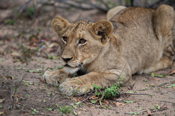 A Lion seen on a safari in South Africa