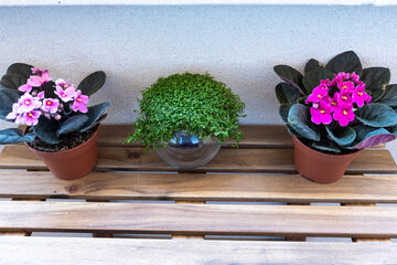 Zenithal photo of three plants outdoors on a wooden table. The two plants on the sides are African violets and are in brown plastic pots and the plant in the middle is angel's teardrop. 