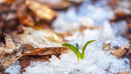 Blue flowers, snowdrops in early spring snowy forest. Selective focus closeup. Scilla siberica Squill