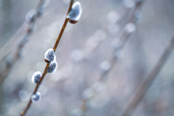 Flowering catkin on willow or brittle willow in the spring forest, closeup with space for text