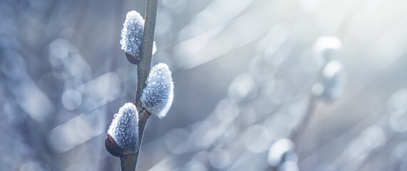 Flowering catkin on willow or brittle willow in the spring forest, banner, closeup with space for text