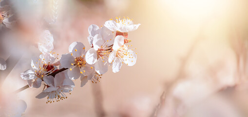 Spring background, banner - flowers of apricot tree on the background of a blooming garden, closeup...