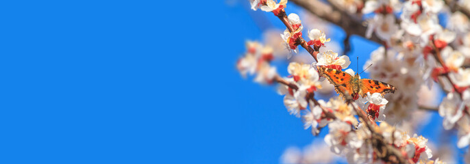 Spring background, banner - flowers of apricot tree on the background of a blooming garden, closeup with space for text