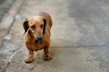 brown dog animal portrait