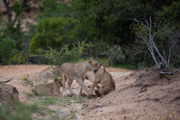 Lion cubs seen playing on a safari in South Africa