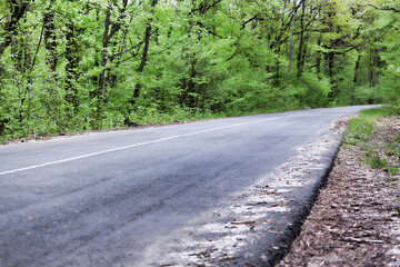 Forest road at the end of April