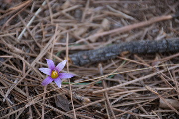 Flor Lila