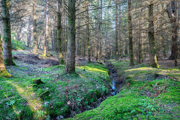 Small Stream in Divet Ha Wood  in the Scottish Borders, UK