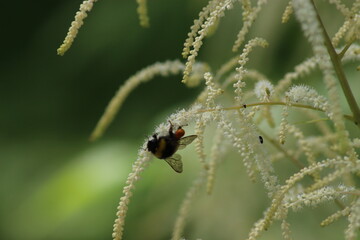 Hummel 