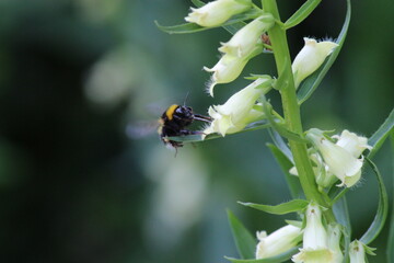 Hummel im Flug