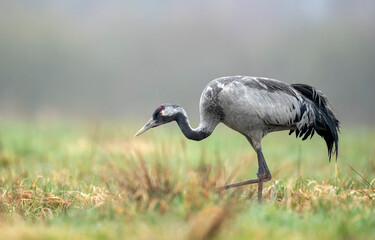 Common crane bird close up ( Grus grus )