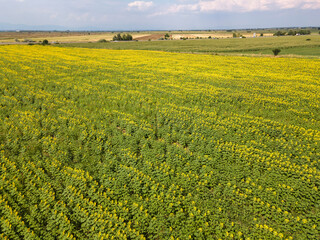 Aerial view of sunflower field, Bulgaria