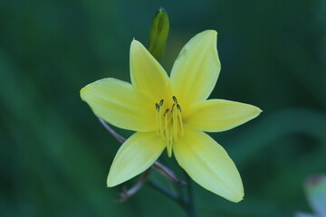 Fototapeta na wymiar Gelbstern Sternblume